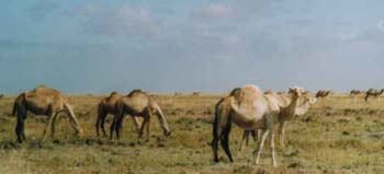 WAfrika2001-20